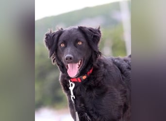 Noa ❤️ freundlich + super aufgeschlossen + katzenverträgl.!