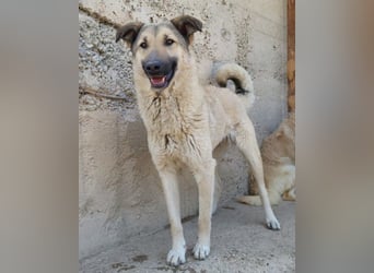 Beauty ♥ Fly ♥ herzliche, treue Fellfreundin