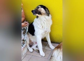 Liebster ♥ Lenni ♥ großer freundlicher sozialer Schmuse-Bub