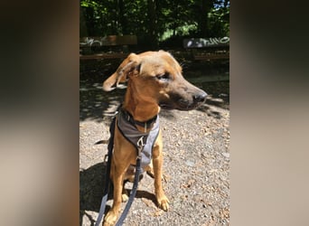 Notfell LASKO❤️in 22559 Hamburg, dringend Not-PS oder Für-Immer-Zuhause gesucht