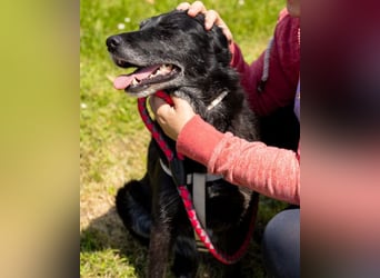 OldLady Gita ♥️ die pure Herzenshündin