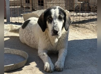 Ananda ❤️ liebe Fellfreundin fürs Leben