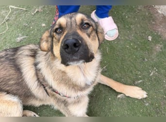 Familien-Mix-Rüde ♥Marco♥ ein Herz von Hund; liebt auch Kinder und Katzen