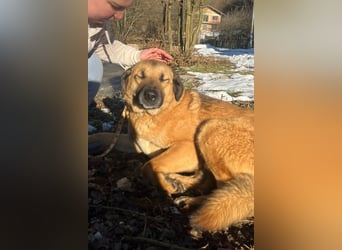 Bub ♥Buddy♥ verschmust und kinderlieb