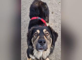 Aramis ❤️ wartet in 31812 Bad Pyrmont