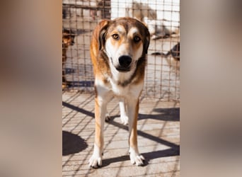 Luki ❤️ aufgeschlossener, lieber Junghund!