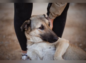 ♥Fly♥ eine herzliche, treue Fellfreundin