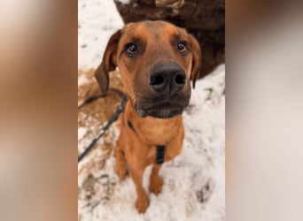 charmanter LASKO❤️in 22559 Hamburg, dringend Für-Immer-Zuhause gesucht