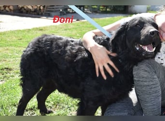 OldBoy  Đoni  sucht seine treuen Menschen