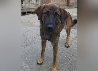 Pico ❤️ junger verschmuster, liebevoller Rüde