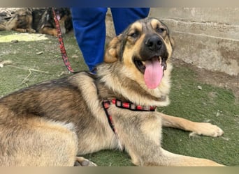 Familien-Mix-Rüde ♥Marco♥ ein Herz von Hund; liebt auch Kinder und Katzen