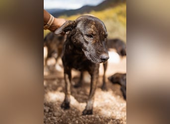 Goldstück  Daisy - eine wundervolle Seele von Hündin