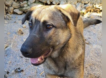 CharmingBoy ♥Luis♥ liebenswertes Fellherz