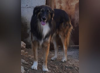 Bogo ♥️ ungeschliffener Schatz auf 4Pfoten