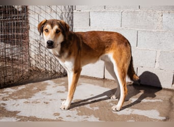 Luki ❤️ aufgeschlossener, lieber Junghund!