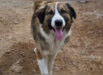 Energiebündel Jonesy - sucht Liebe und Halt Energiebündel Jonesy - sucht Liebe und Halt