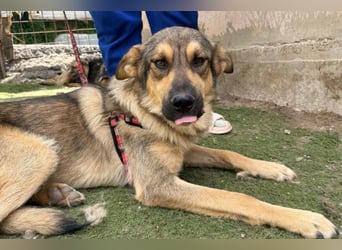 Familien-Mix-Rüde ♥Marco♥ ein Herz von Hund; liebt auch Kinder und Katzen