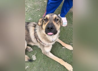 Familien-Mix-Rüde ♥Marco♥ ein Herz von Hund; liebt auch Kinder und Katzen