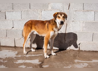 Luki ❤️ aufgeschlossener, lieber Junghund!