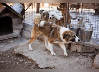 Energiebündel Jonesy - sucht Liebe und Halt