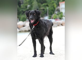 Noa ❤️ freundlich + super aufgeschlossen + katzenverträgl.!