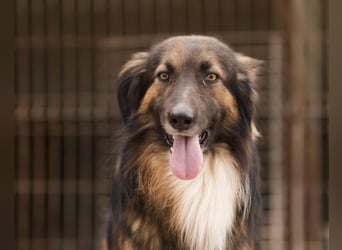 Bogo ♥️ ungeschliffener Schatz auf 4Pfoten