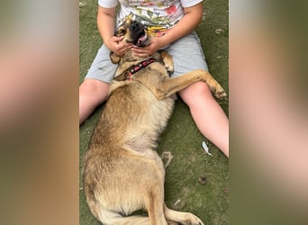 Familien-Mix-Rüde ♥Marco♥ ein Herz von Hund; liebt auch Kinder und Katzen