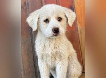 Nacho, geb. ca. 03/2026 , lebt in GRIECHENLAND, auf einer privaten Pflegestelle