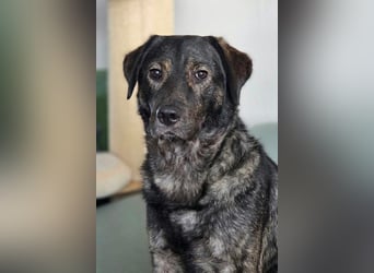 SHADOW❤️sozialer Gute-Laune-Hund wartet auf Dich in 50169 Kerpen