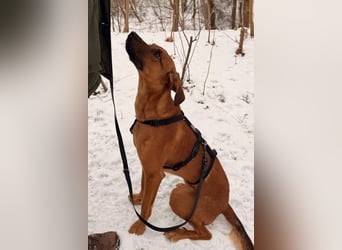 charmanter LASKO❤️in 22559 Hamburg, dringend Für-Immer-Zuhause gesucht