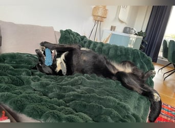 Sienna - fröhlicher Schäfi-Mix, wartet bereits in 45289 Essen