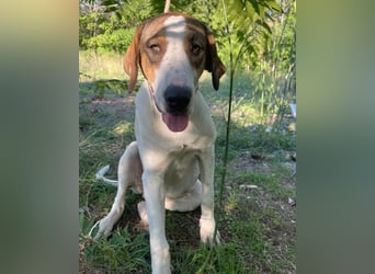 Nala ❤️ aktive, so verschmuste HSH-Mix Hündin