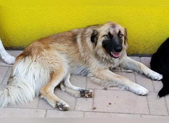 Mix-Hündin ♥ Mandy ♥ ein zauberhaftes, liebes, soziales Wesen