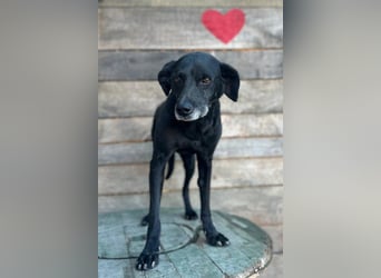 OldBoy ♥ Audi ♥ ein so lieber Schatz sucht sein verdientes Für-Immer-Körbchen