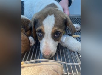 Nala ❤️ aktiver, so verschmuster HSH-Mix