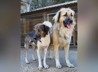 ROBI❤️zauberhafter, lieber Hundejunge - zurückhaltend und sozial