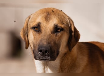 SCHLAUBI❤️smarter, kluger und entzückender Fellnasen-Fratz!