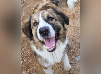 Energiebündel Jonesy - sucht Liebe und Halt