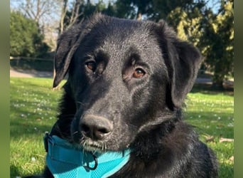 Cosmo - junger charmanter Schäfi-Mix-Bub wartet bereis in 55116 Mainz