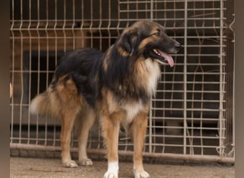 Bogo ♥️ ungeschliffener Schatz auf 4Pfoten