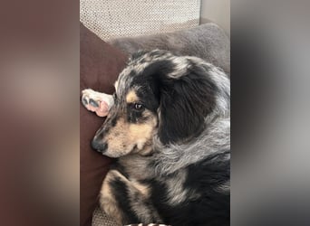 Sensibler Jungrüde ♥BALU♥ wartet schon in 59174 Kamen auf seine Für-Immer-Menschen