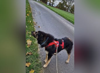 Aramis ❤️ wartet in 31812 Bad Pyrmont