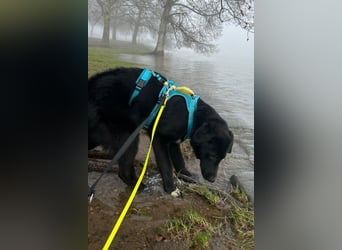 Cosmo - junger charmanter Schäfi-Mix-Bub wartet bereis in 55116 Mainz