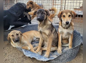 SCHLAUBI❤️smarter, kluger und entzückender Fellnasen-Fratz!