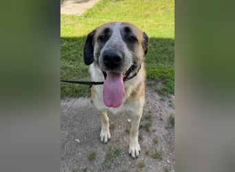 Liebste ♥ Tina ♥ aktive und kinderfreundliche Familienhündin