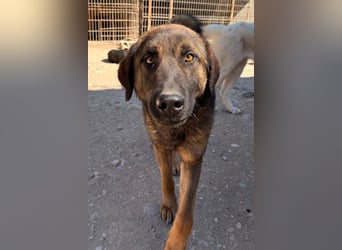 Pico ❤️ junger verschmuster, liebevoller Rüde