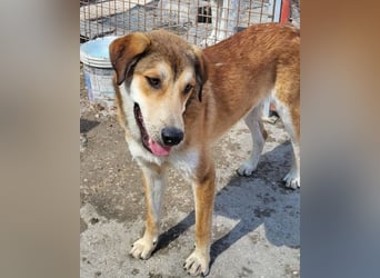 Luki ❤️ aufgeschlossener, lieber Junghund!