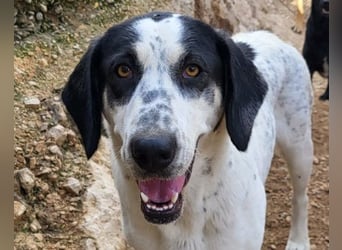 Ananda ❤️ liebe Fellfreundin fürs Leben