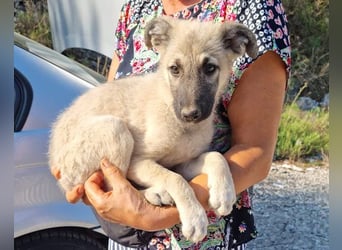 Beauty ♥ Fly ♥ herzliche, treue Fellfreundin