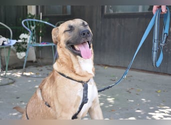 ♥ Mephisto ♥ aktiv - schmusig = Familienhund
